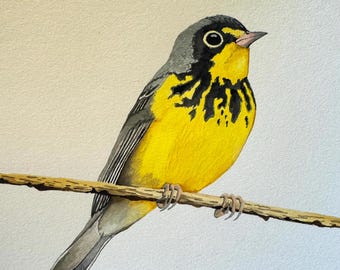 Canada Warbler, original painting, acrylic on cold press, mounted on a wood cradle
