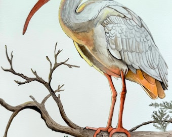 White Ibis Fine Art Print