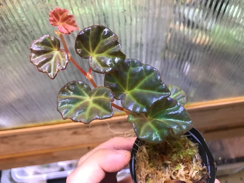 Begonia Lichenora sp.sarawakrainbow Plants Etsy