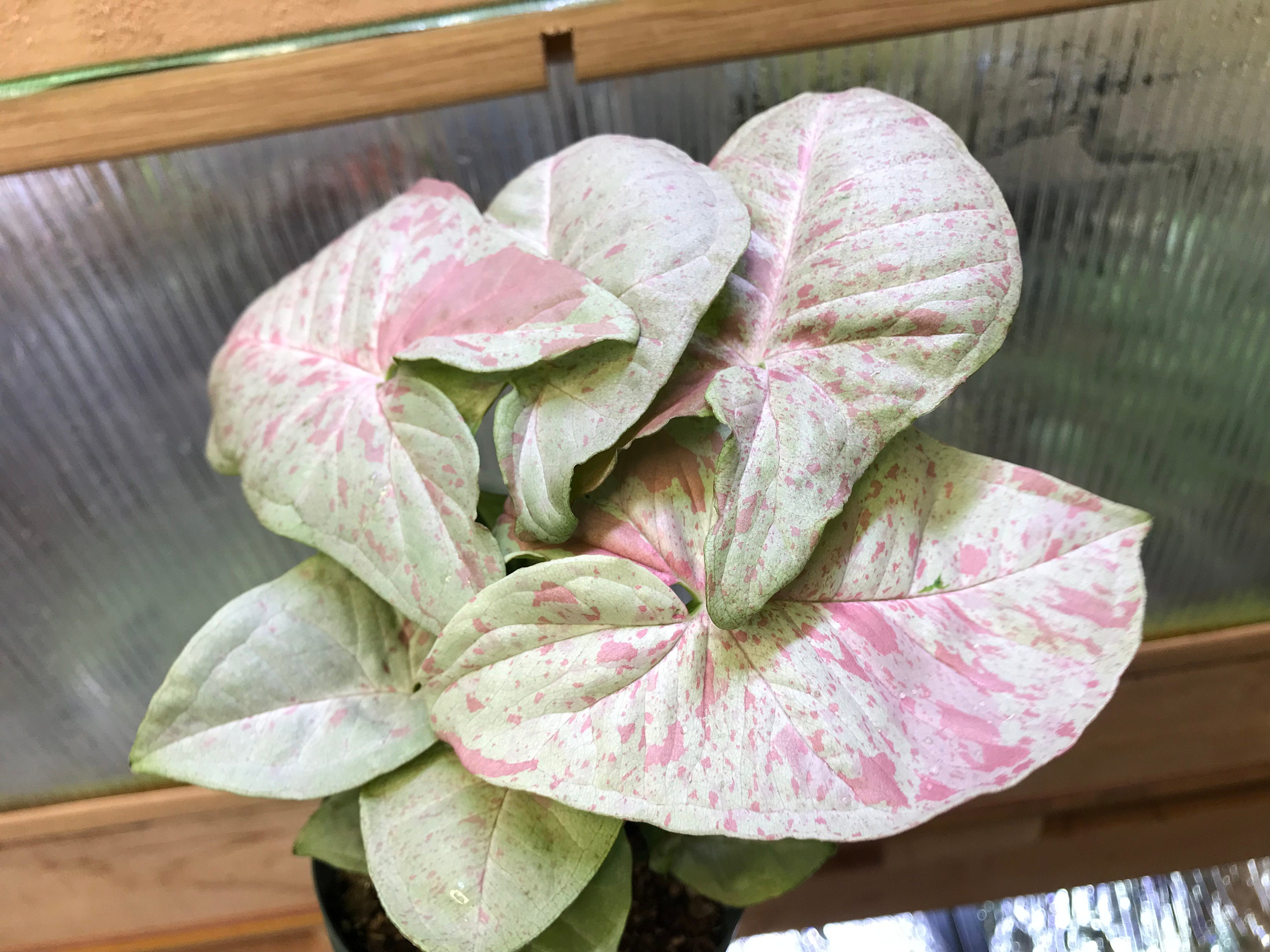 Syngonium Milk Confetti Beautiful White Plant Etsy