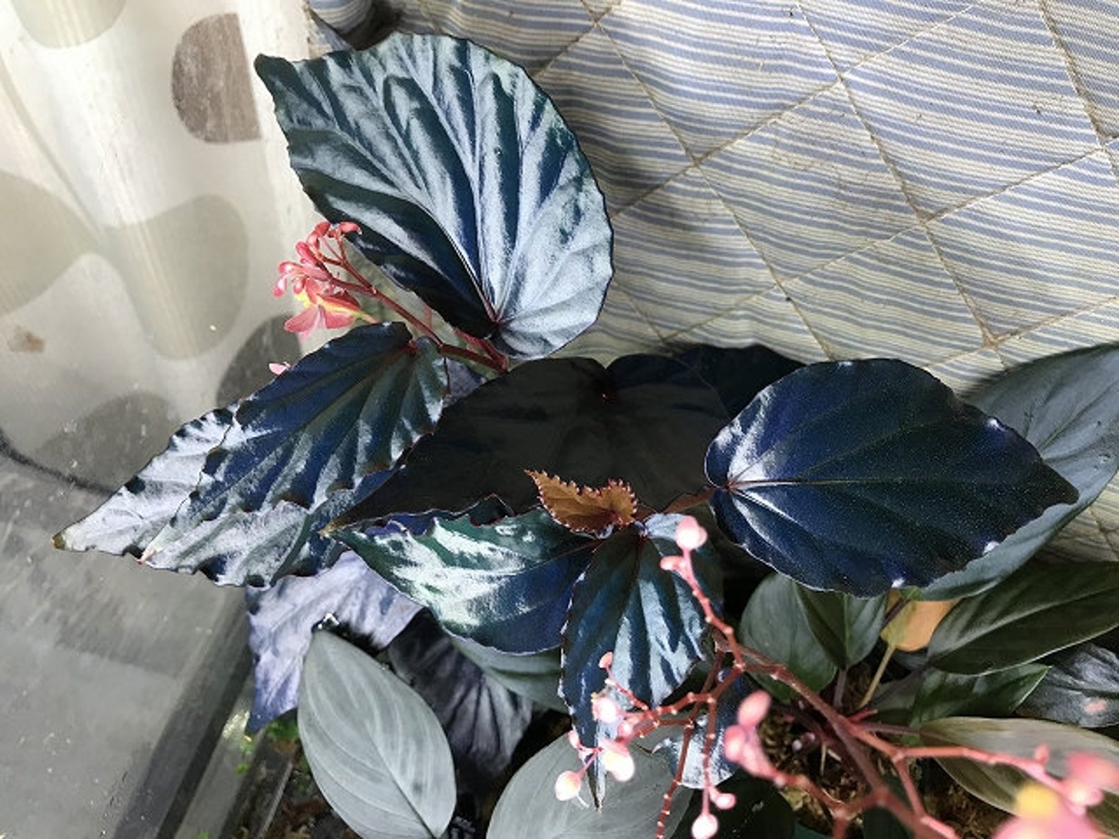 Begonia sp.Temuyuk Blue metallic Etsy