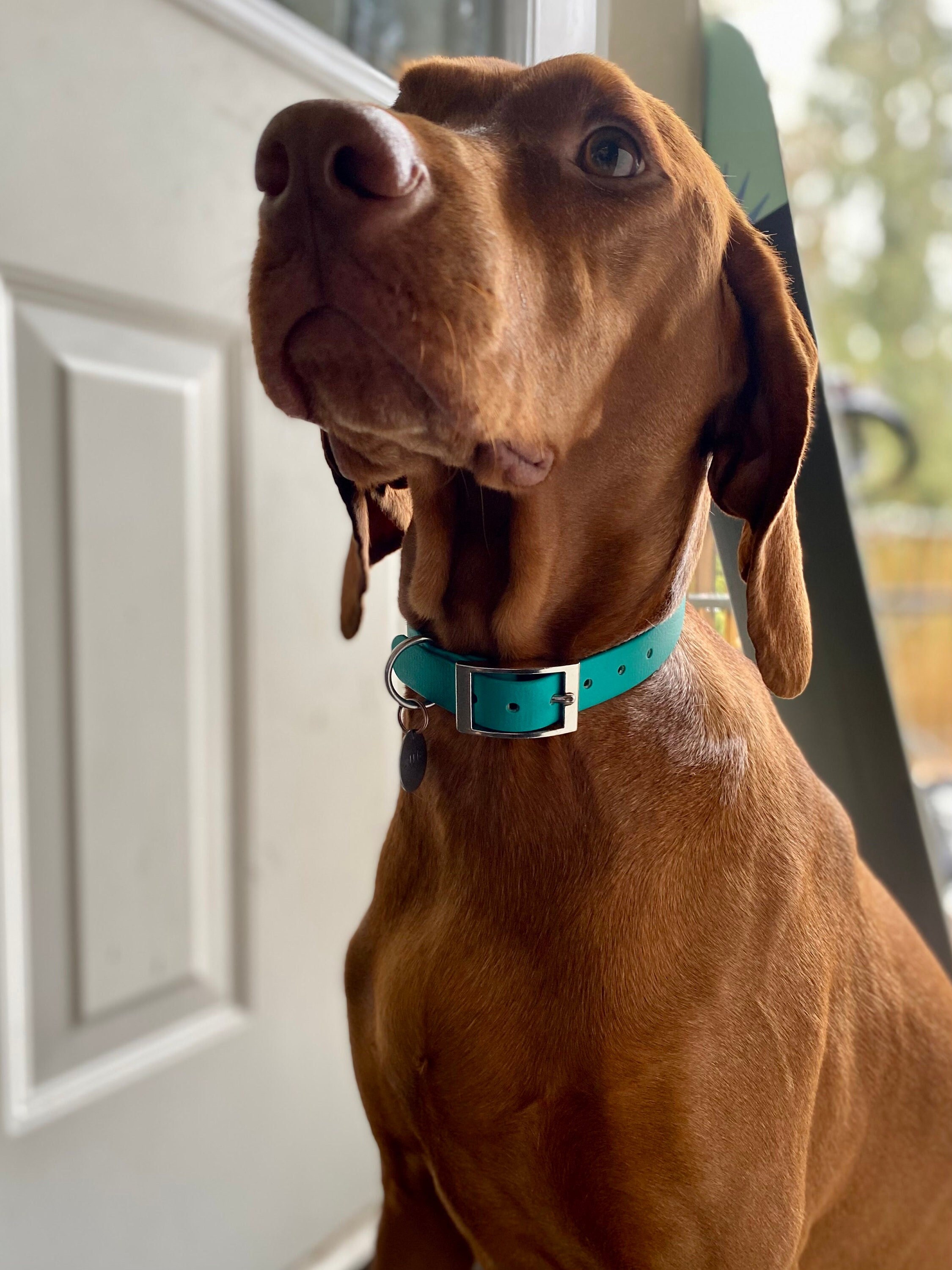 Dog belt top dog belt