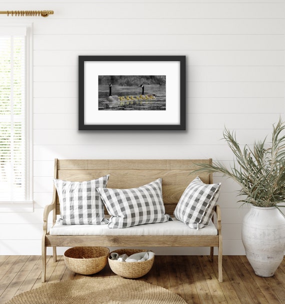 Yellow Goslings Print | Baby Goose Photography | Nursery Wildlife Wall Art