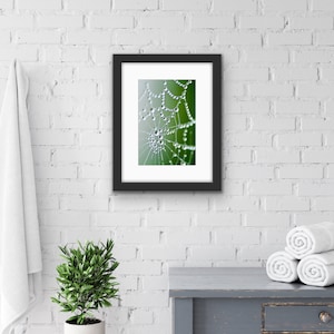 Spindelnät, daggdroppar, tryck | Makrofotografi av naturen | Abstrakt konst, väggkonst