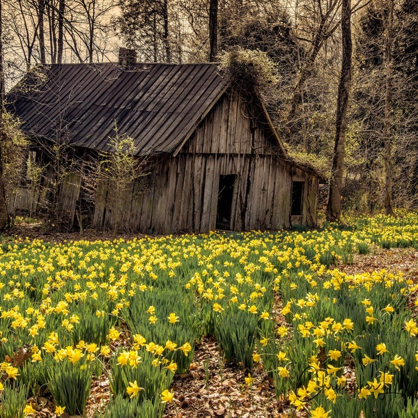 Old Barn and Daffodils Print | Farmhouse Décor | Country Landscape Photograph | Farmhouse Style | Weathered Old Barn | Rustic Fine Art