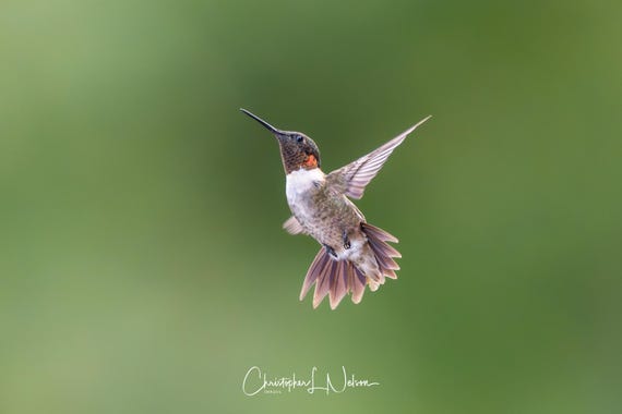 Hummingbird Fine Art Print | Wildlife Photography | Nature Decor