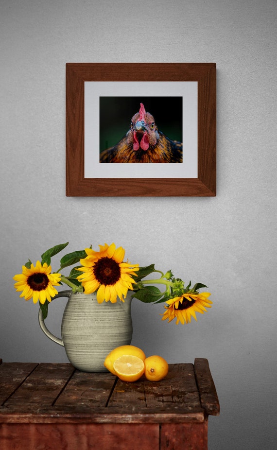 Angry Chicken Fine Art Print | Funny Farm Animal Photography | Farmhouse Wall Art