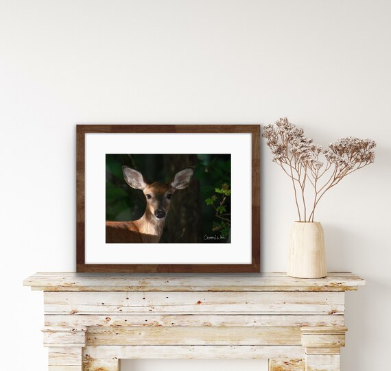 White-Tailed Deer Doe Print | Wildlife Photography Wall Art