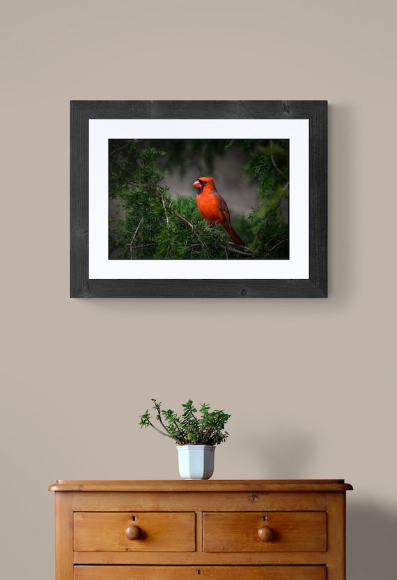 Male Cardinal Bird Photography Print | Wildlife Fine Art Wall Decor