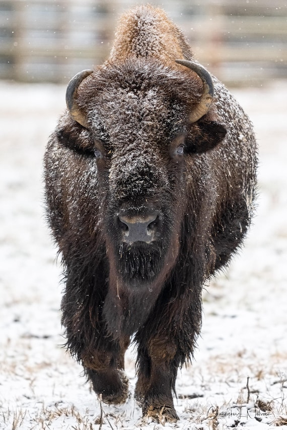 Bison Wildlife Fine Art Print | Western Animal Photography | Rustic Wall Art