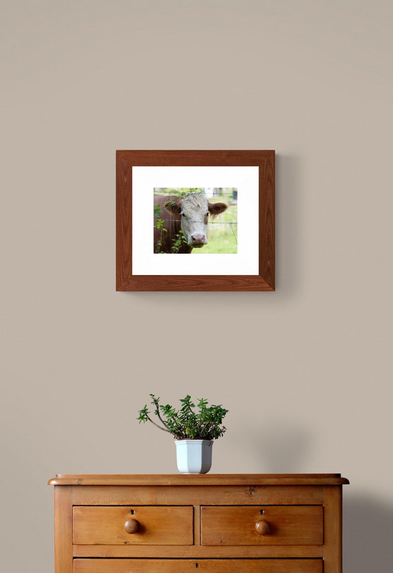 Brown Cow Fine Art Print | Farm Animal Photography | Rustic Country Wall Art
