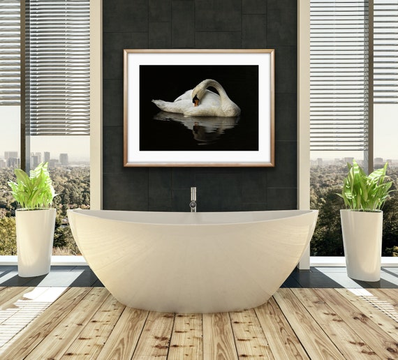 Mute Swan Fine Art Print | Wildlife Photography, Elegant Bird Wall Art