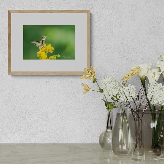 Hummingbird Fine Art Print | Wildlife Photography | Nature Decor