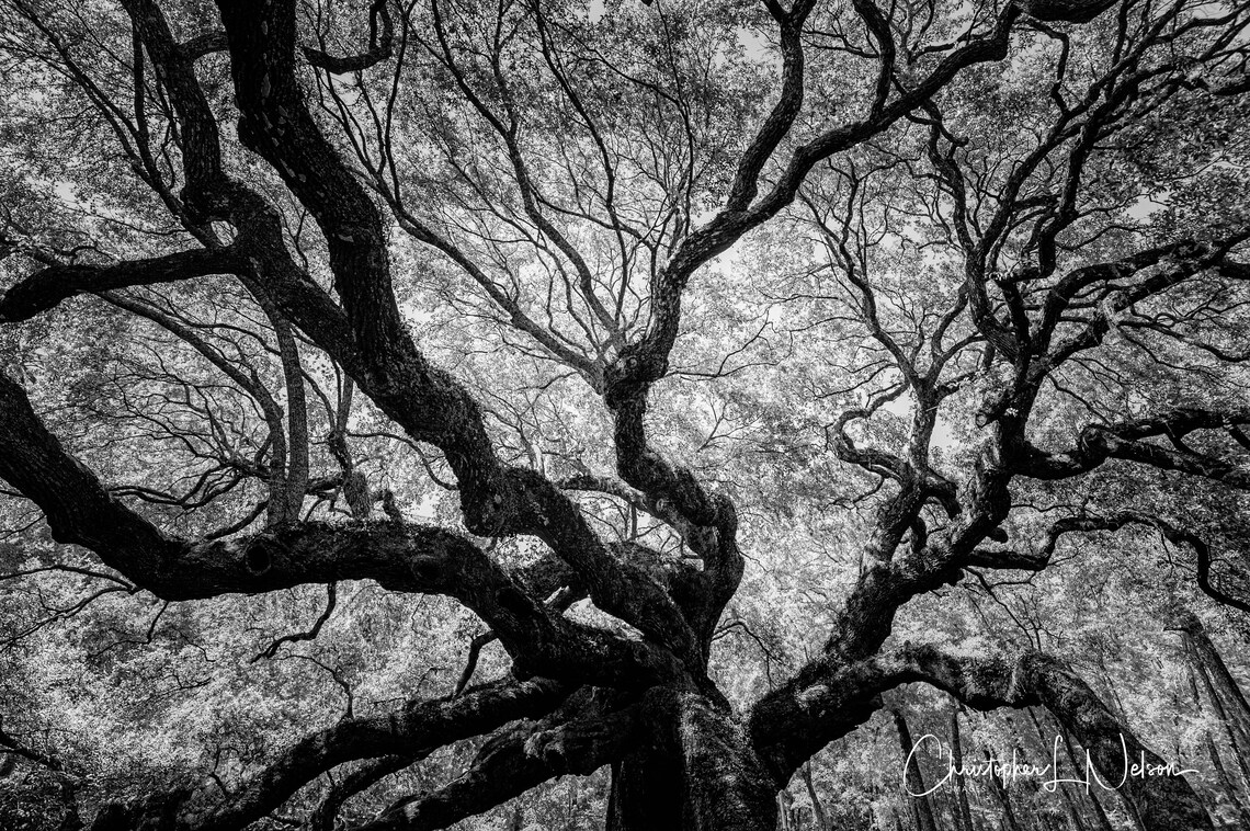 Angel Oak Tree Print Black and White Landscape Etsy