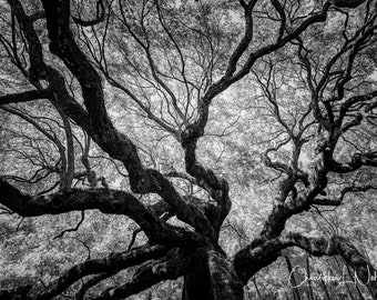 Angel Oak | Tree Print | Black and White Landscape | Contemporary Wall Art