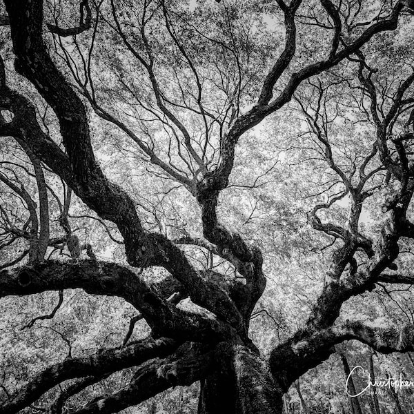 Black and White Photo Oak Tree Etsy