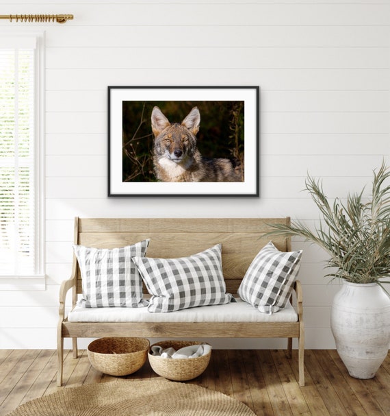Coyote Fine Art Print | Wildlife Photography | Western Animal Wall Art