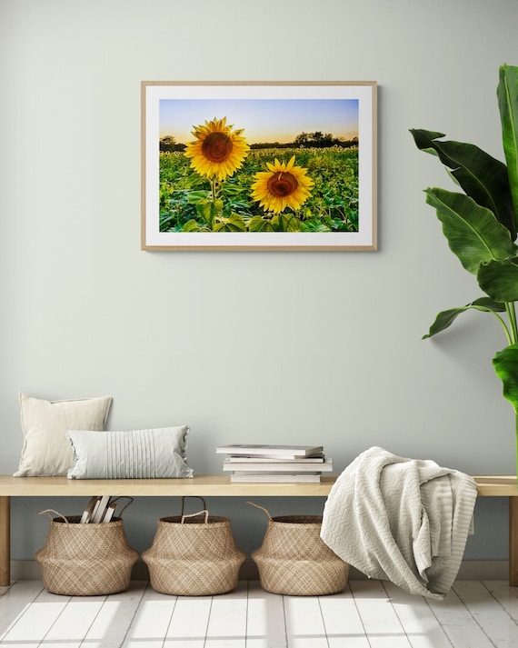 Sunflower Field Sunset Print | Floral Landscape Photography | Farmhouse Wall Art