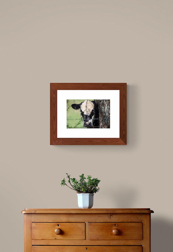 Black & White Cow Print | Farm Animal Photography | Rustic Farmhouse Wall Art