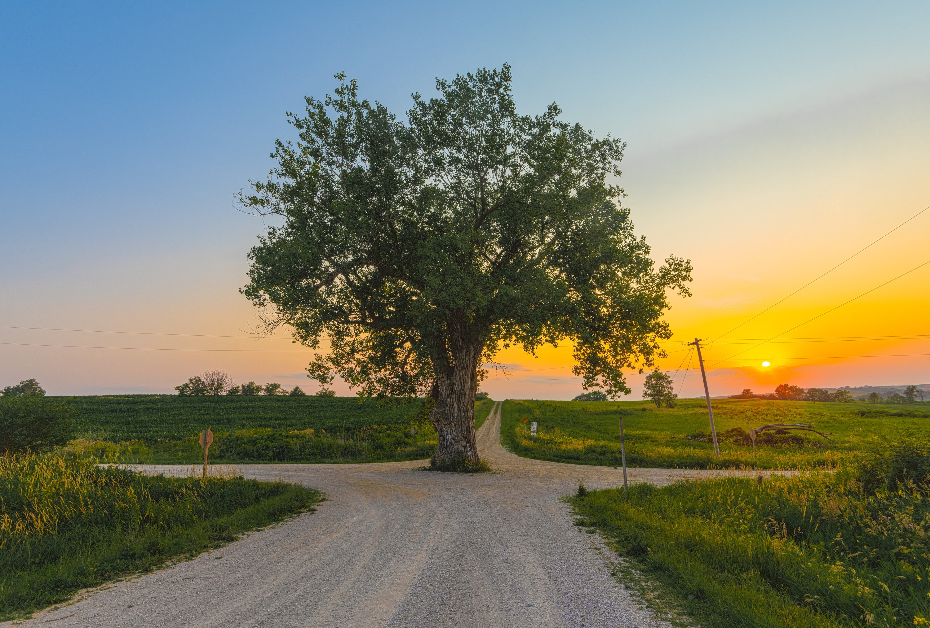 Tree in the Middle of the Road Farmhouse Wall Décor Tree in Road