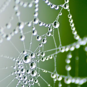 Spider Web with Dew Drops Print Abstract photo Contemporary Wall Art Farmhouse décor Country Living