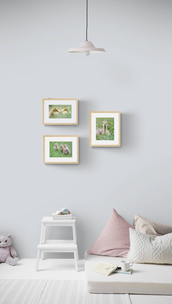 Gosling Prints Set | Baby Goose Nursery Wall Art | Farm Animal Photography