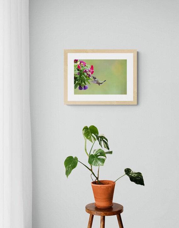 Ruby-Throated Hummingbird Print | Hummingbird Photography | Floral Nature Wall Art