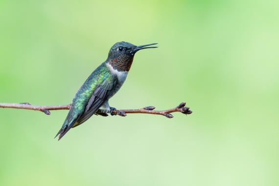 Hummingbird Fine Art Print | Wildlife Photography | Nature Decor