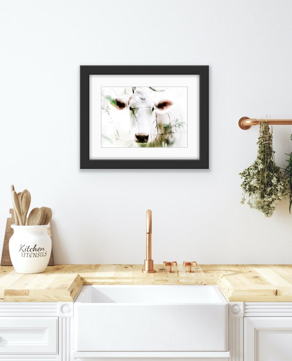 White Cow Fine Art Print | Farm Animal Photography | Country Wall Art