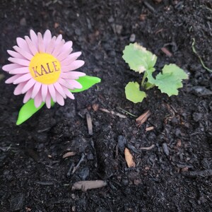 May include: A pink flower with a yellow center and the word "KALE" written on it, is stuck in the ground next to a small green plant growing in a garden.