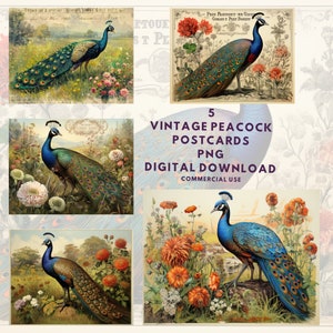 Cartes postales vintage, motifs de paon, téléchargement numérique, journal indésirable, éphémères, journal indésirable pour l’impression, utilisation commerciale de papier numérique