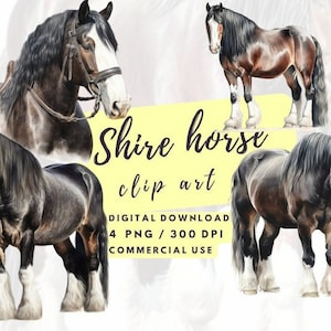 Shire horse Clipart, Aquarell, Pferde Clipart, Pferd,  POD Nutzung,  Digitales Aquarell,  Kommerzielle Nutzung,