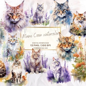 Clipart de Maine Coon, aquarela de Maine Coon, clipart de gato, imagens de gato, ilustração de gato, aquarela digital, uso comercial, png