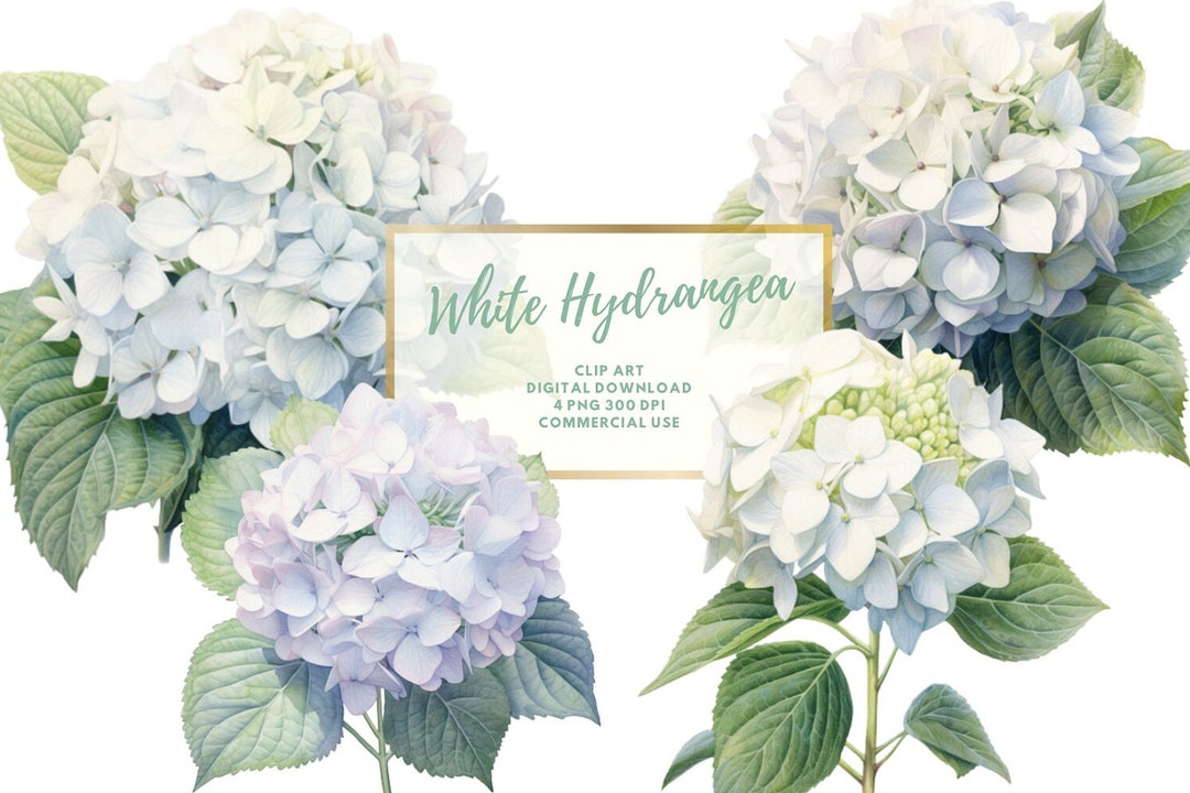 White Hydrangea Watercolor Clipart, White Hydrangea, White Flowers ...