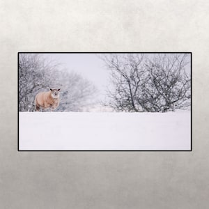 Samsung Frame TV Art Winter Sheep Christmas Decor Snowy Forest Photography Winter Scene 4k Samsung Frame Art TV JPEG Digital Download