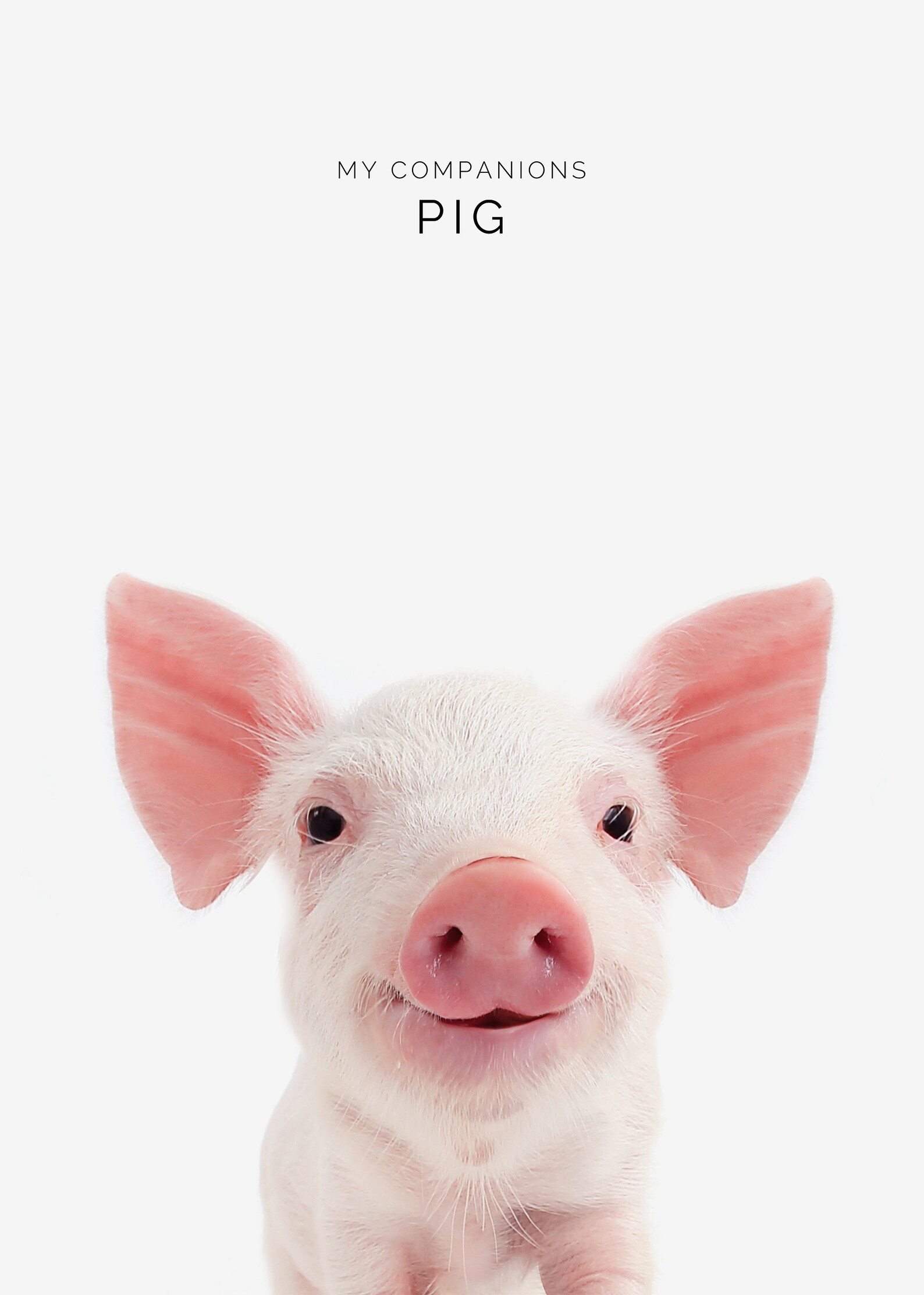 Printable Animal nursery poster Set of 10 cute animal Etsy