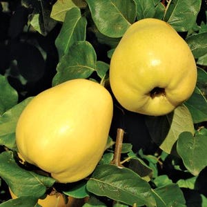 May include: Two ripe quinces, a fruit with a yellow, pear-like shape, are shown against a backdrop of green leaves. The quinces have a smooth skin and a slightly irregular shape. The image is a close-up, highlighting the fruit's texture and color.