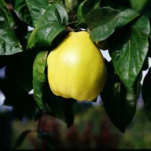 May include: A close-up of a ripe, yellow quince fruit hanging from a tree branch. The quince is surrounded by large, dark green leaves. The fruit has a smooth surface and a slightly irregular shape, with a soft glow.