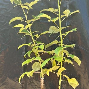 May include: Two young raspberry plants with light green, serrated leaves growing from a single black plastic nursery pot. The stems are upright and slender, featuring a mix of woody brown bases and vibrant green upper growth with visible foliage.