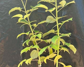 May include: Two young raspberry plants with light green, serrated leaves growing from a single black plastic nursery pot. The stems are upright and slender, featuring a mix of woody brown bases and vibrant green upper growth with visible foliage.