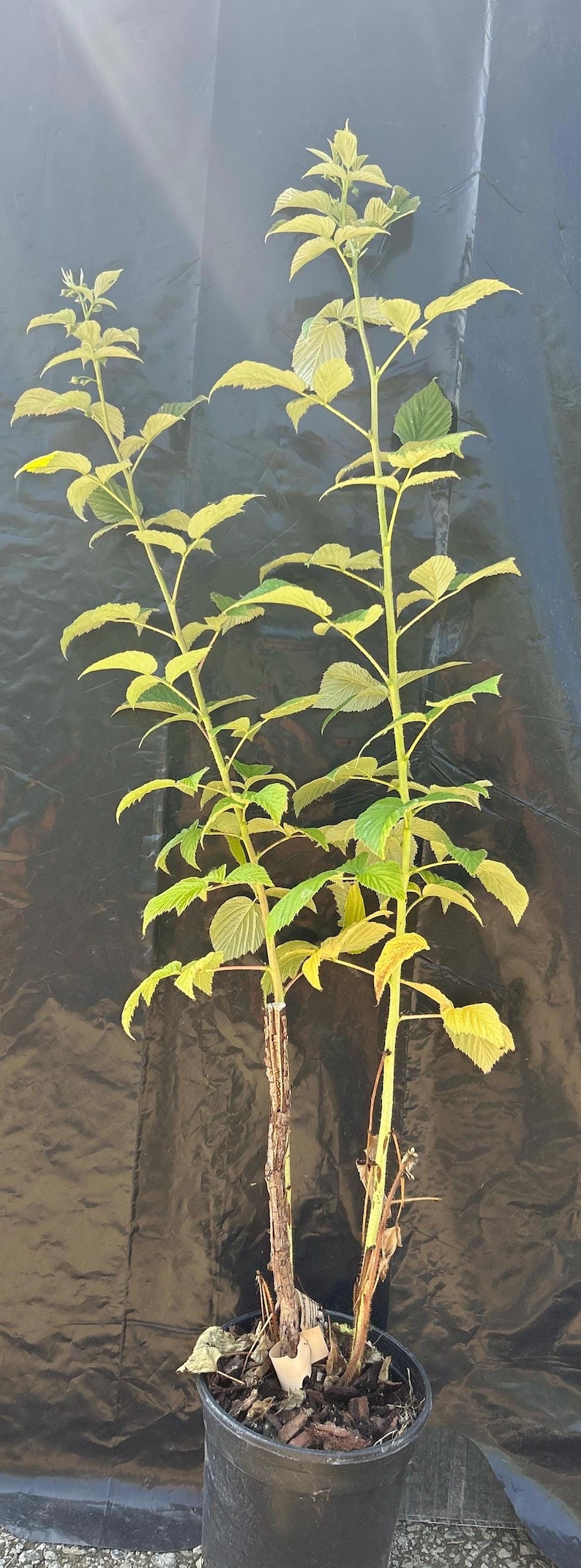 May include: Two young raspberry plants with light green, serrated leaves growing from a single black plastic nursery pot. The stems are upright and slender, featuring a mix of woody brown bases and vibrant green upper growth with visible foliage.