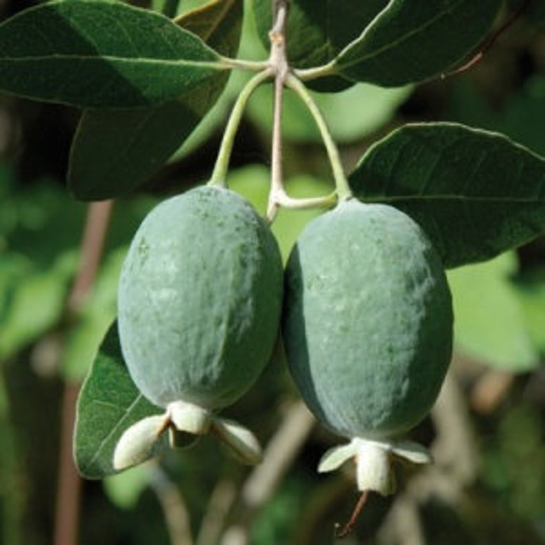 Pineapple Guava Plant in 1 gallon pot Feijoa Sellowiana Etsy