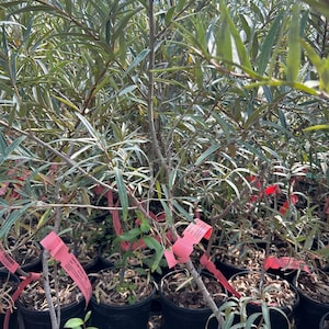 May include: A collection of young sea buckthorn shrubs planted in individual black plastic nursery pots. Each plant features thin, elongated, silvery-green leaves on slender woody stems, with bright pink identification tags attached.