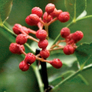 May include: A close-up of a branch with bright red berries. The berries are clustered together and have a smooth, shiny surface. The branch is green and has small leaves.