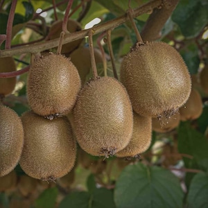 May include: Close-up of a cluster of ripe kiwis hanging from a branch. The kiwis have a brown, fuzzy exterior and are attached to the branch by small stems. Green leaves are visible in the background, suggesting a natural, outdoor setting. The image highlights the fresh produce.