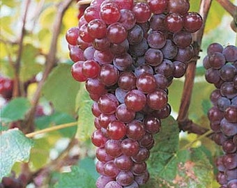 Grape Vine (Canadice) - 1 Gallon Potted- Fruit Bearing Size!