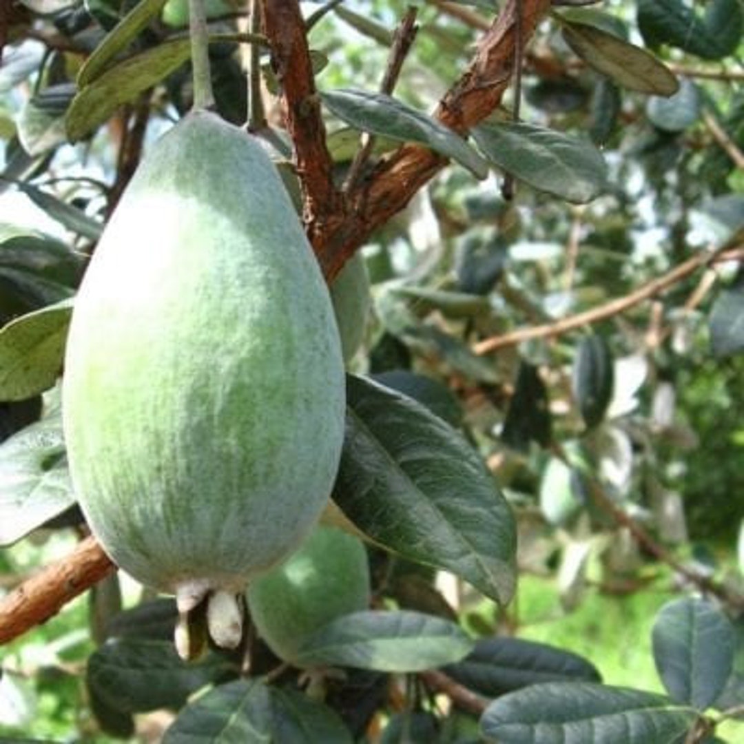 Pineapple Guava takaka ™ Etsy