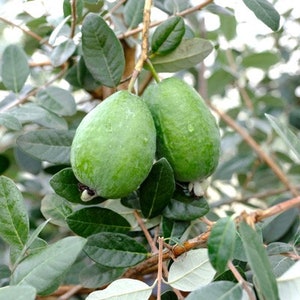 Pineapple Guava (Marion) 1 Gallon Potted and Grafted!