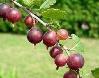 Gooseberry (Captivator)