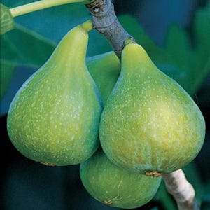 May include: Close-up of green figs hanging from a tree branch. The figs are pear-shaped with a light green color and a speckled texture. The background is a dark green, creating a contrast with the fruit. The image highlights the natural beauty of the figs.